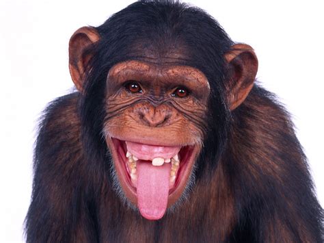 monkey stock photo|free monkey images.